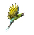 Military macaw, Ara militaris, flying, isolated Royalty Free Stock Photo