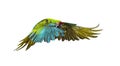 Military macaw, Ara militaris, flying, isolated Royalty Free Stock Photo