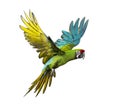 Military macaw, Ara militaris, flying, isolated Royalty Free Stock Photo