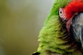 Military Macaw, half face Royalty Free Stock Photo