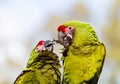 Military Macaw.