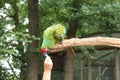 Military Macaw Parrot Bird. Royalty Free Stock Photo