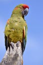 Military macaw perched