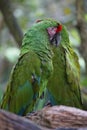 Military Macaws resting on a tree,Tulum, Mexico