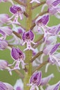 Military orchid / Helm-Knabenkraut / Orchis militaris