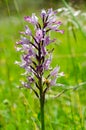 The military orchid