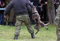 Military police dog Royalty Free Stock Photo