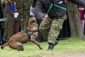 Military police dog Royalty Free Stock Photo