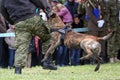 Military police dog