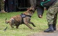 Military police dog Royalty Free Stock Photo