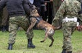 Military police dog Royalty Free Stock Photo