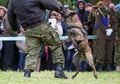 Military police dog Royalty Free Stock Photo