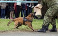 Military police dog Royalty Free Stock Photo