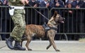 Military police dog Royalty Free Stock Photo