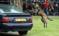 Military police dog