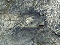 Military tank camouflages in a winter forest among snowy trees in a top view. Military equipment is preparing for a combat