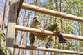 Military training at the academy of a young cadet officer