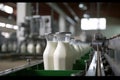 Milk bottles on a conveyor belt in a modern dairy factory Royalty Free Stock Photo