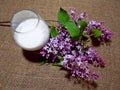 Milk and branch of lilac Royalty Free Stock Photo