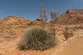 Milk Bush, Euphorbia gregaria, at Spitzkoppe, Erongo, Namibia Royalty Free Stock Photo