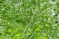 Milk bush. Indian tree spurge. Euphorbia tirucalli. Euphorbiaceae Royalty Free Stock Photo