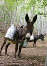 Milk cans on donkey Royalty Free Stock Photo