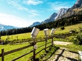 Milk cans on a mountain pasture Royalty Free Stock Photo