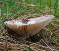 Milk-cap mushroom Lactarius trivialis
