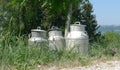 Milk churns in nature