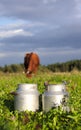 Milk containers and cow eating clovers