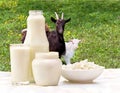 Milk, cottage cheese and sour cream on the background of meadows with goat and goatling Royalty Free Stock Photo