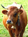 Milk cow with brown fur in front of green grass Royalty Free Stock Photo