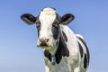 Milk cow front view looking friendly, portrait of a mature and calm bovine, pink nose, medium shot in front of a blue sky Royalty Free Stock Photo