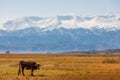 milk cow grazing in front of of mountains sunny autumn afternoon Royalty Free Stock Photo