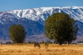 milk cow grazing in front of of mountains sunny autumn afternoon Royalty Free Stock Photo