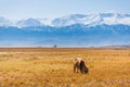 milk cow grazing in front of mountains sunny autumn afternoon Royalty Free Stock Photo