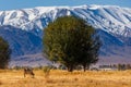 milk cow grazing in front of mountains sunny autumn afternoon Royalty Free Stock Photo
