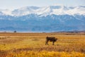 milk cow grazing in front of mountains sunny autumn afternoon Royalty Free Stock Photo