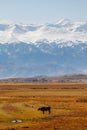 milk cow grazing in front of of mountains sunny autumn afternoon Royalty Free Stock Photo