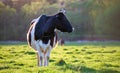 Milk cow grazing on green farm pasture on summer day. Feeding of cattle on farmland grassland Royalty Free Stock Photo
