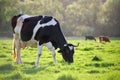 Milk cow grazing on green farm pasture on summer day. Feeding of cattle on farmland grassland Royalty Free Stock Photo