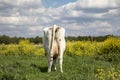 Milk cow grazing in a meadow with blossom brassica rapa, rear view in a field flowers and a cloudy blue sky