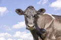 Milk cow, looking cute, black and white dairy stock, black nose, the background a blue sky