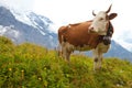 Milk cow on meadow in the Alps