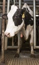 Milk Cow in Milking Stall inside Dairy Farm Barn