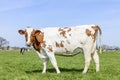 Dairy milk cow side view, a full length red and white, standing in a green field and blue sky Royalty Free Stock Photo