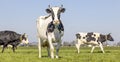 Milk cow standing in front view and horned walking cows passing in background, green grass in a field and a blue sky