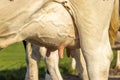 Cow udder and teat close up, soft pink and large mammary veins Royalty Free Stock Photo