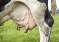 Milk cow udder and teat close up, soft pink and large mammary veins Royalty Free Stock Photo