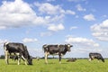 Milk cows in a field grazing, black and white dairy cattle, in a green pasture landscape, head down Royalty Free Stock Photo